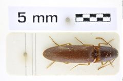 Foto (Dorsalansicht) von Procraerus strbai (Schimmel, 1999) (NHMW-ZOO-COL-0008419)